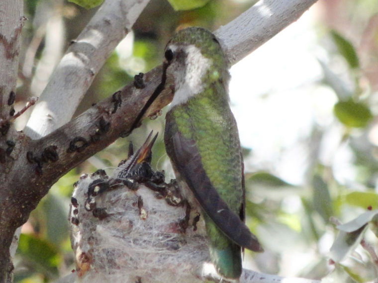 Hummingbird exhibit